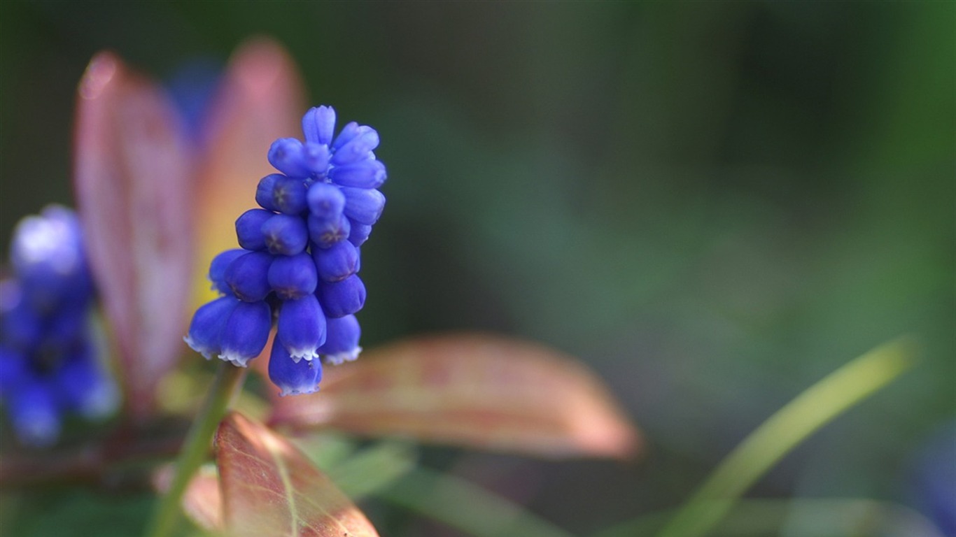 大紅大紫名花系列壁紙 #19 - 1366x768