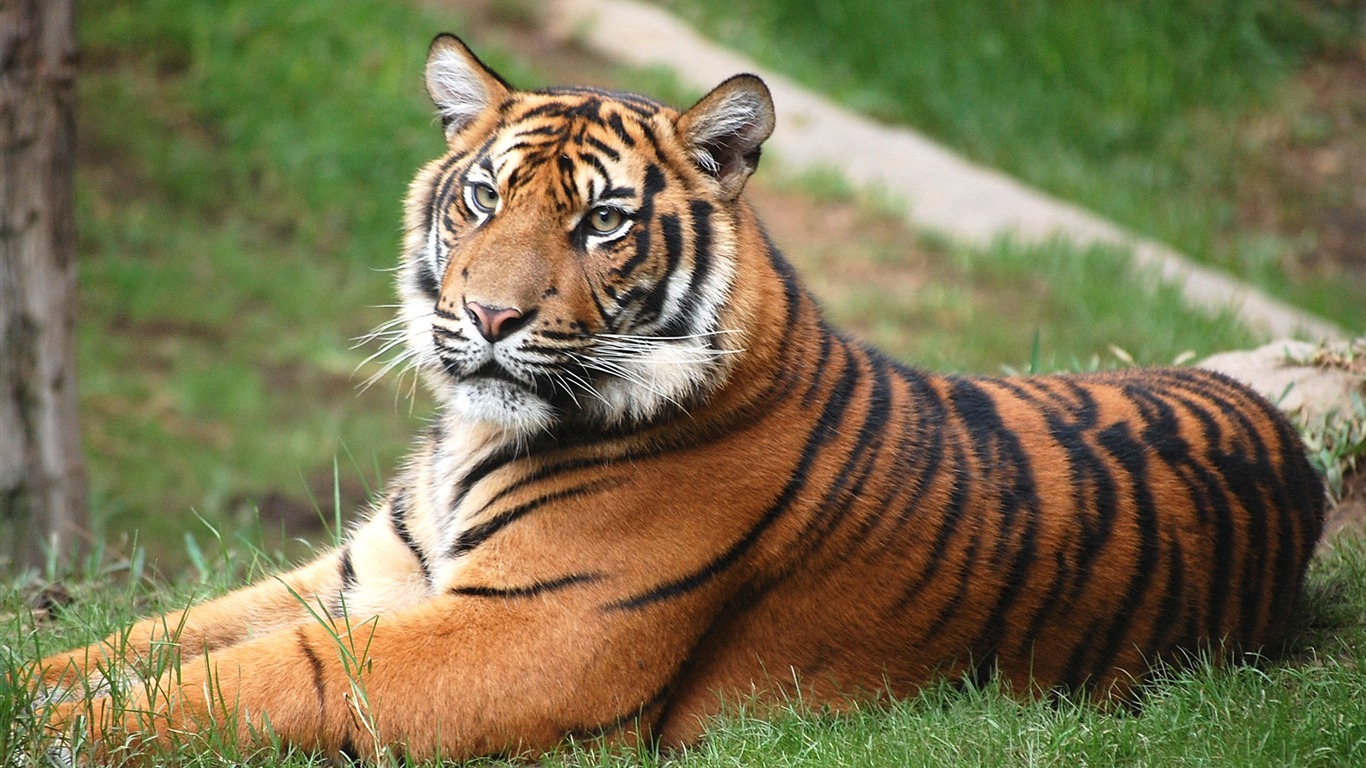 Tiger Photo Wallpaper (4) #1 - 1366x768