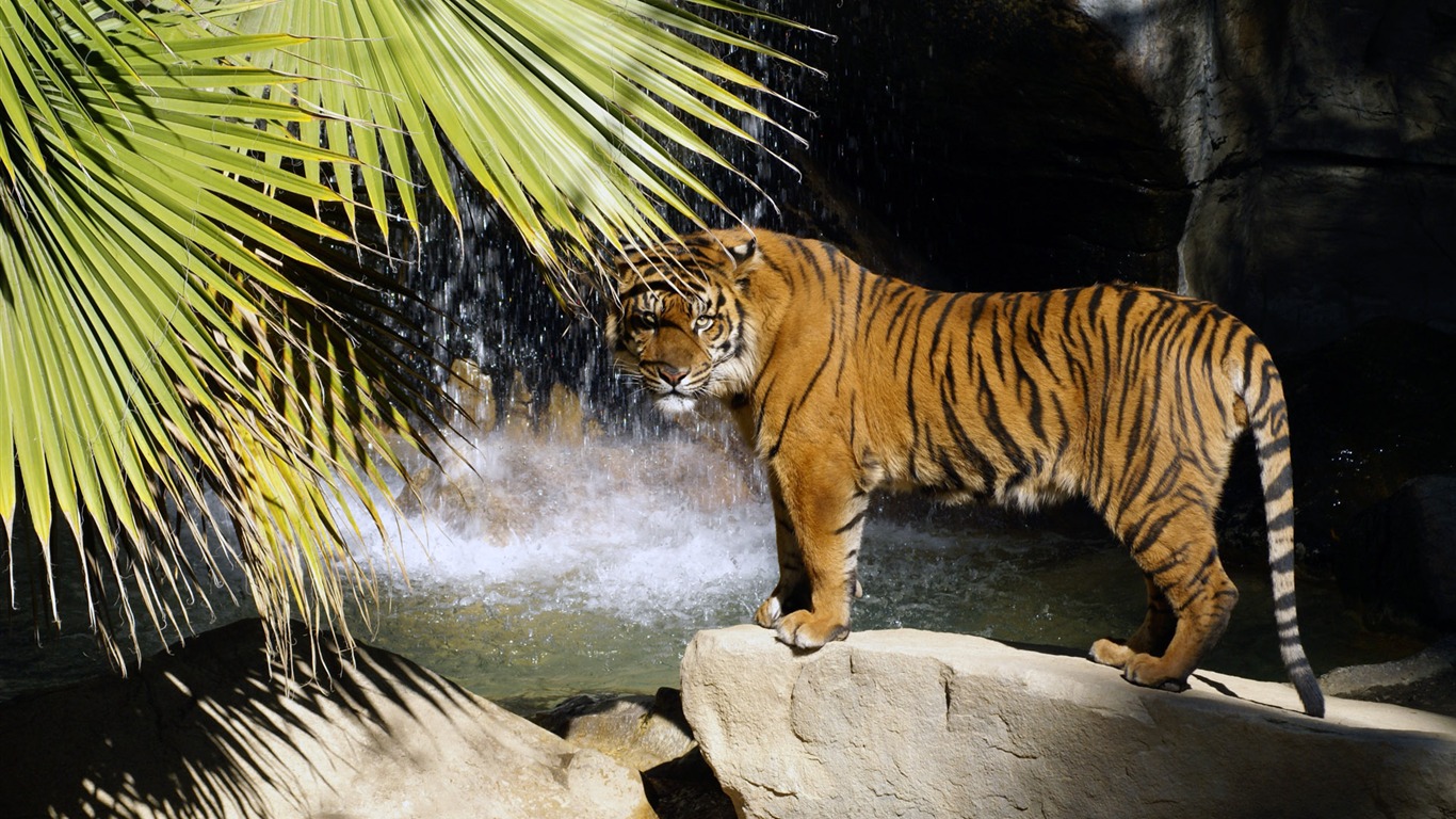 Tiger Wallpaper Foto (4) #3 - 1366x768