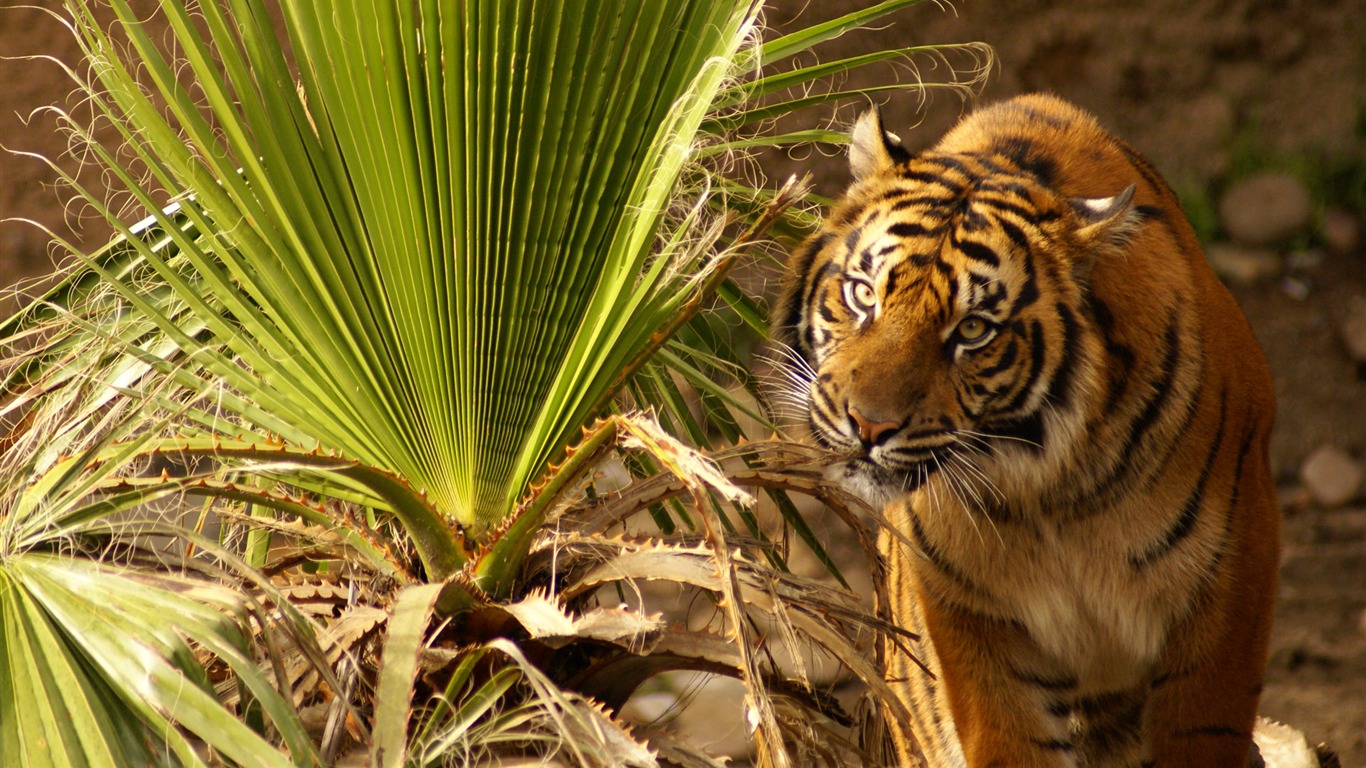 Tiger Foto tapety (4) #4 - 1366x768