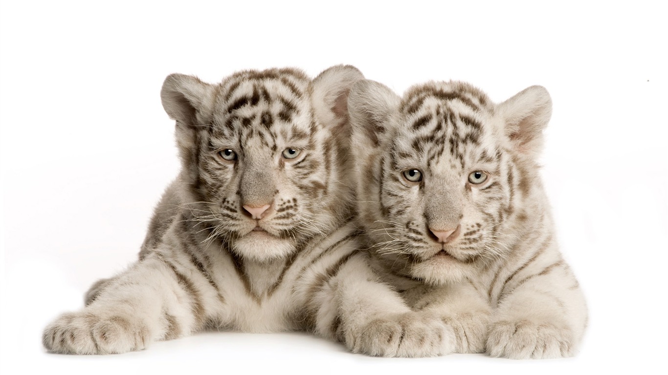 Tiger Photo Wallpaper (4) #7 - 1366x768