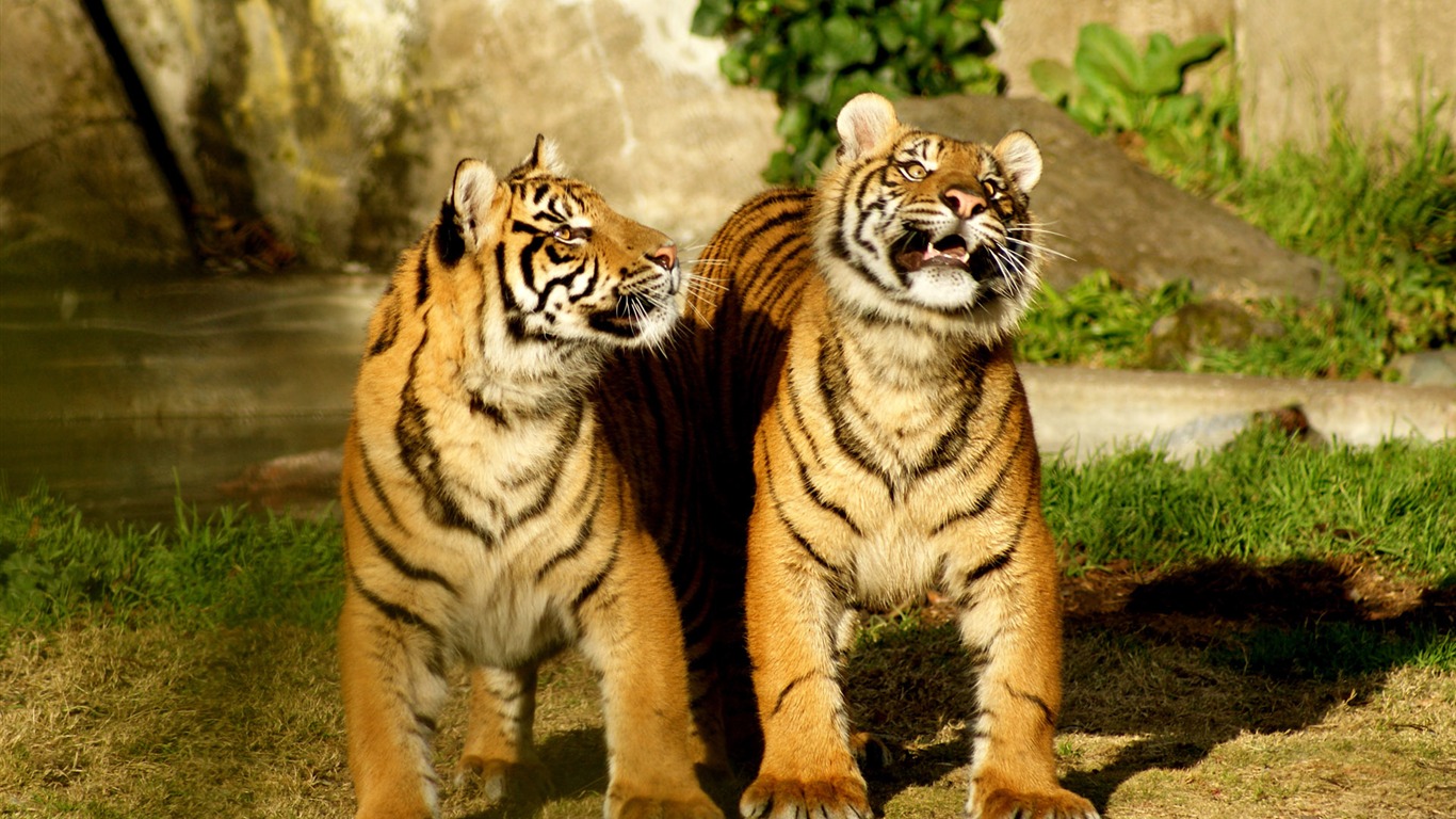 Tiger Photo Wallpaper (4) #10 - 1366x768