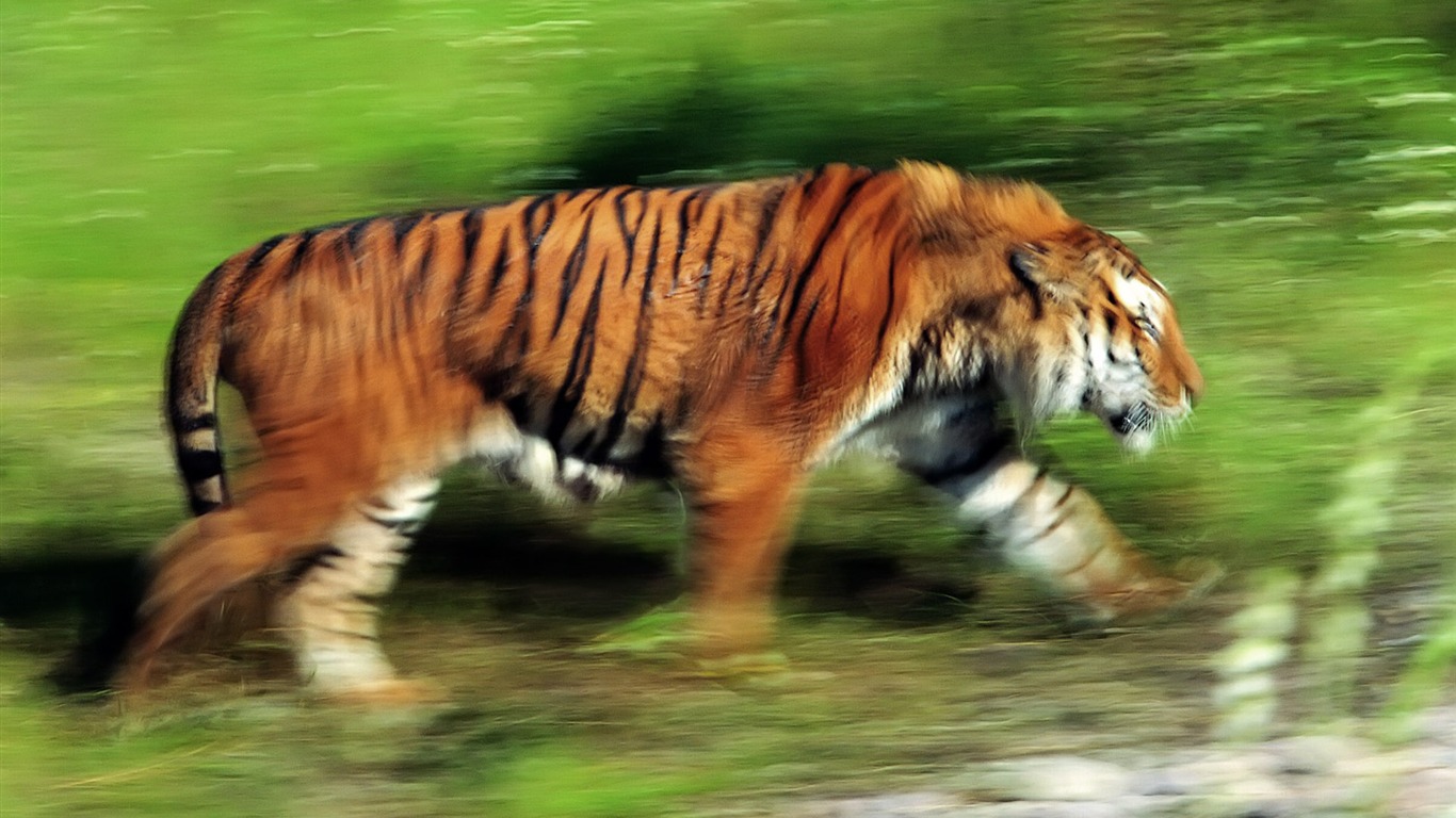 Tiger Wallpaper Foto (4) #11 - 1366x768