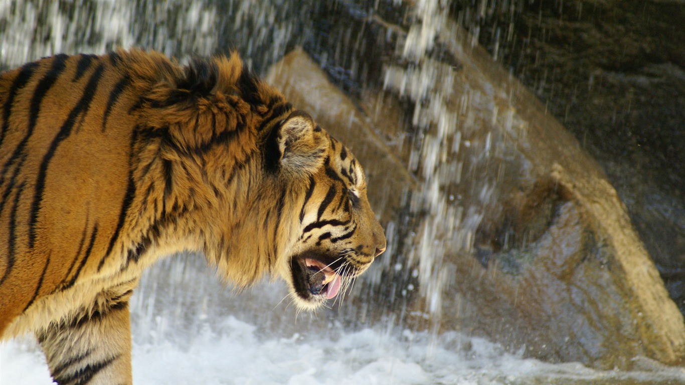 Fond d'écran Tiger Photo (4) #12 - 1366x768