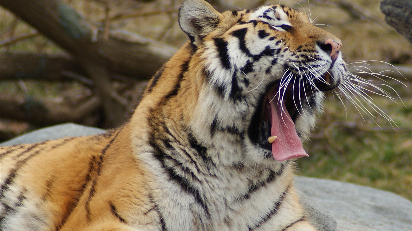 Tigre Fondos de fotos (4) #16 - 1366x768