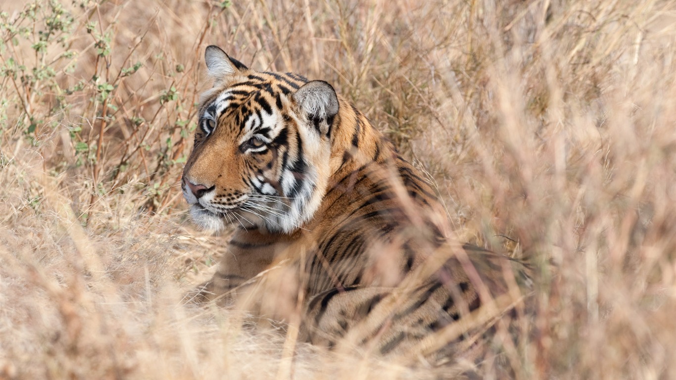 Fond d'écran Tiger Photo (4) #19 - 1366x768