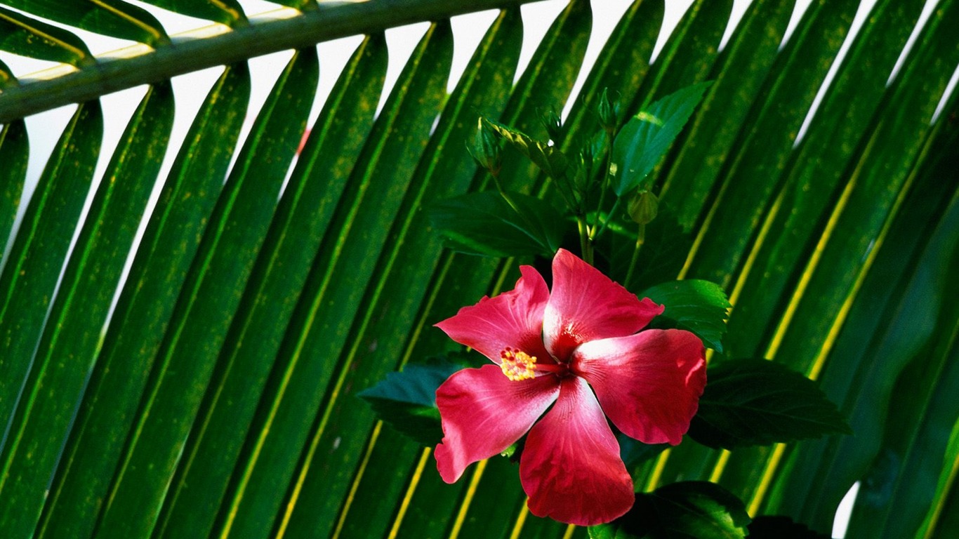 Flowers close-up (18) #3 - 1366x768