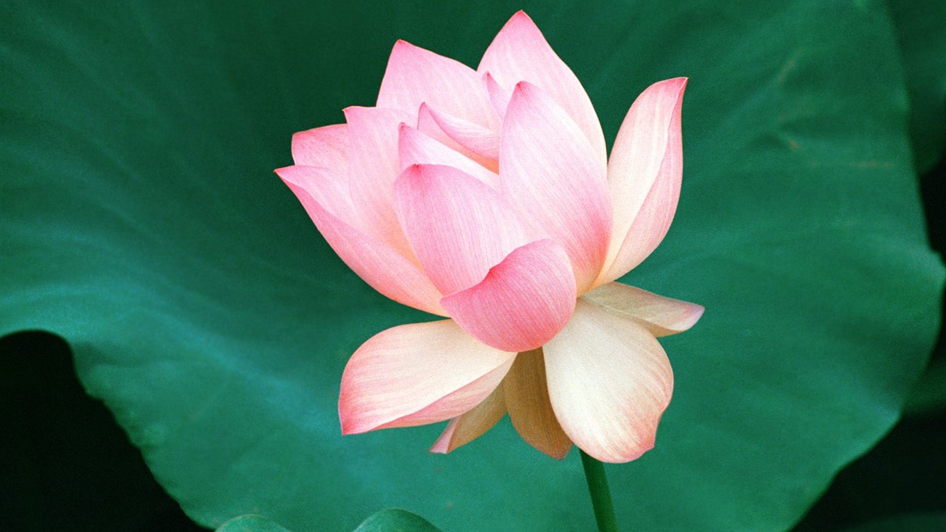 鮮花特寫(18) #6 - 1366x768