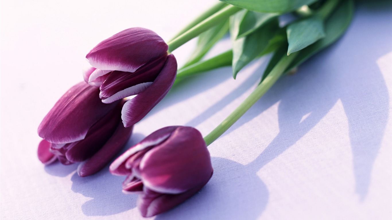 Tulip Widescreen Wallpaper #2 - 1366x768