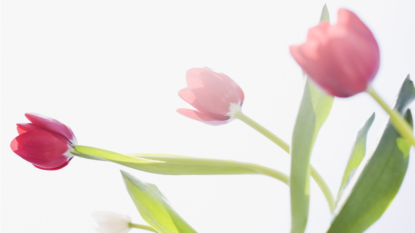 Fond d'écran Widescreen Tulip #3 - 1366x768