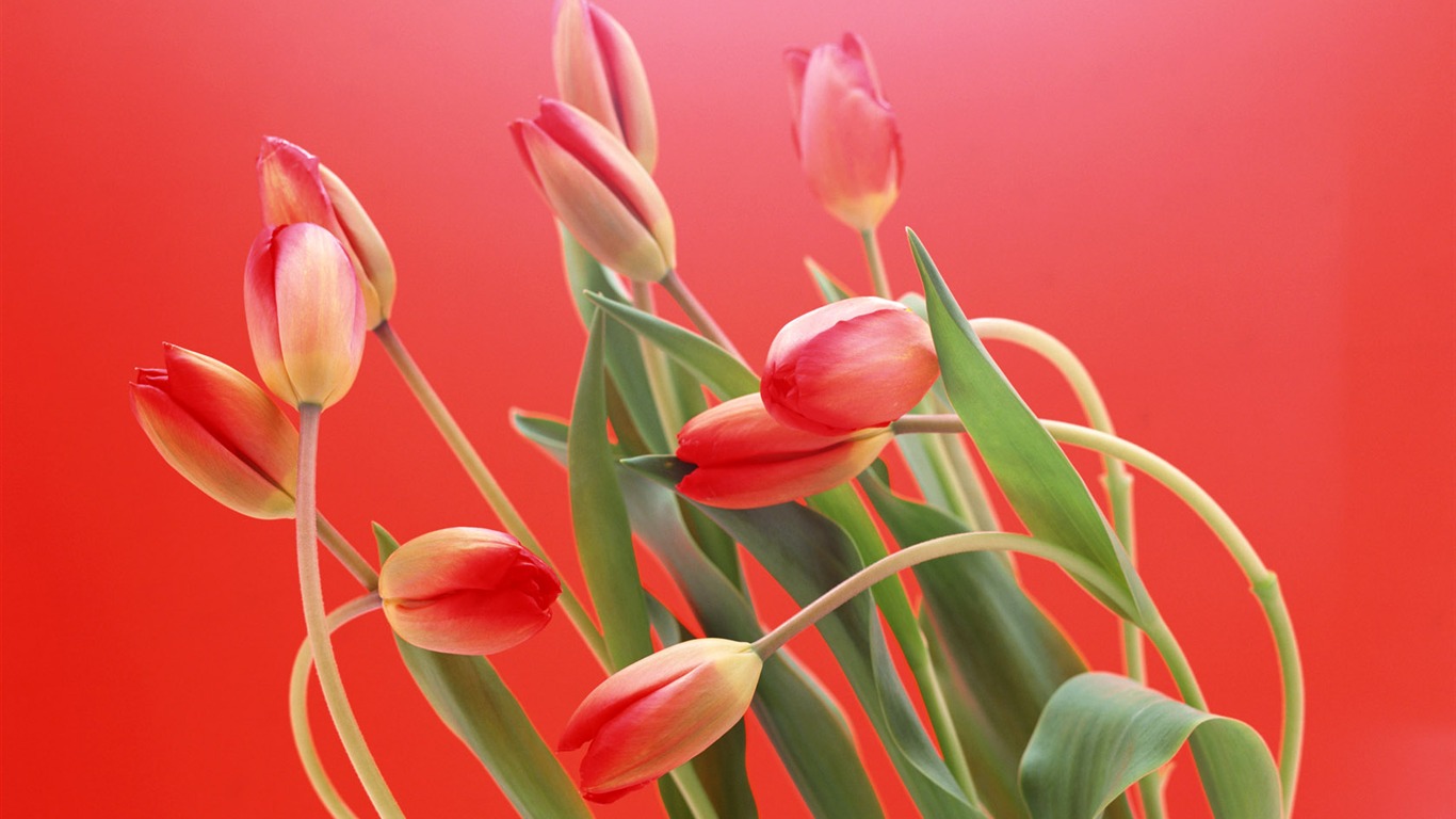 Fond d'écran Widescreen Tulip #4 - 1366x768