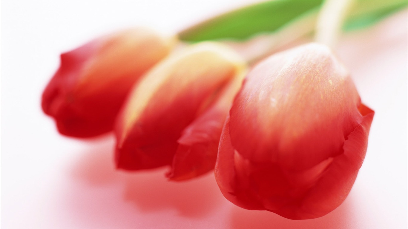Tulip Widescreen Wallpaper #5 - 1366x768