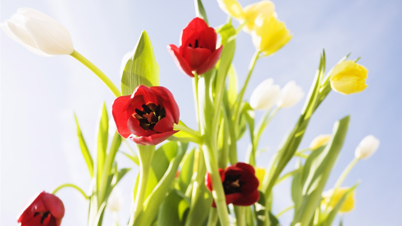 Fond d'écran Widescreen Tulip #6 - 1366x768