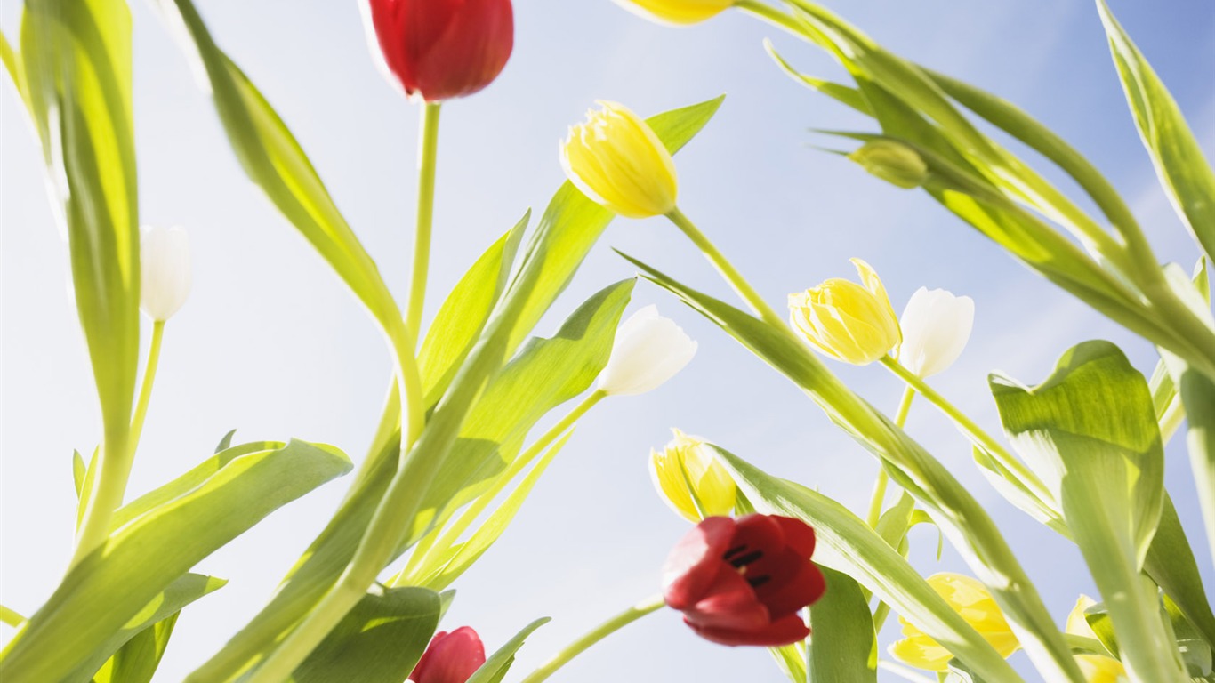 Tulip Widescreen Wallpaper #7 - 1366x768