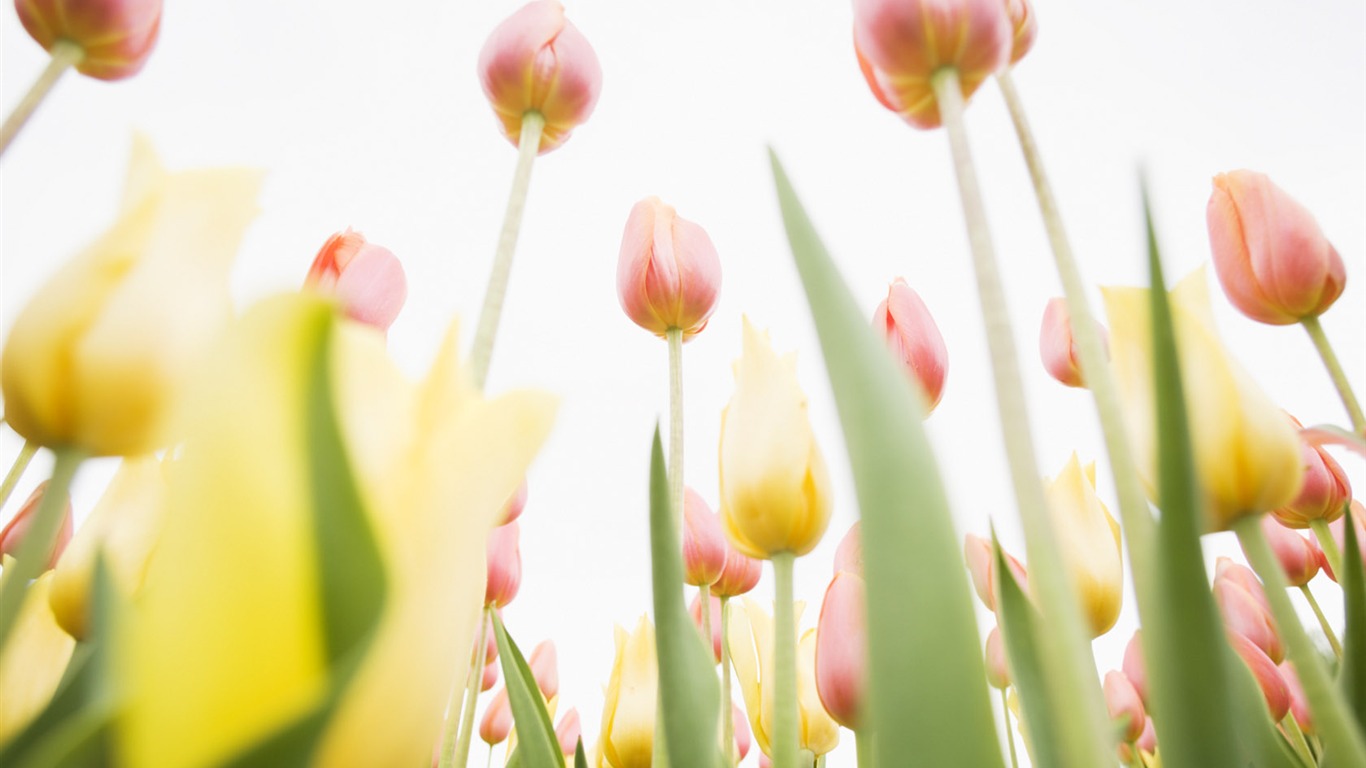 Fond d'écran Widescreen Tulip #8 - 1366x768