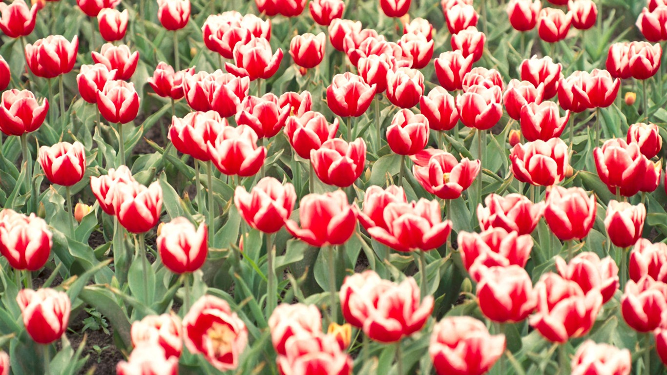 Tulip Widescreen Wallpaper #9 - 1366x768
