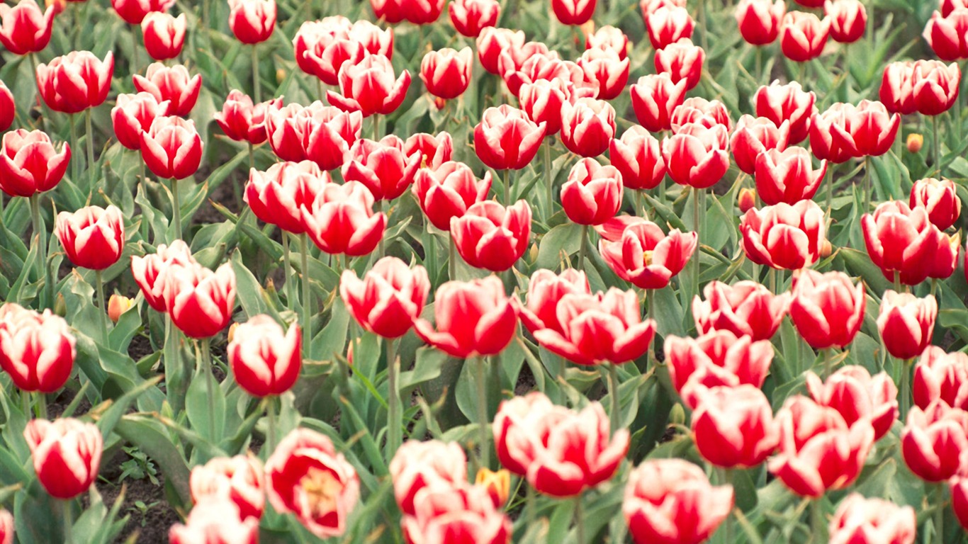Tulip širokoúhlý Tapeta #9 - 1366x768