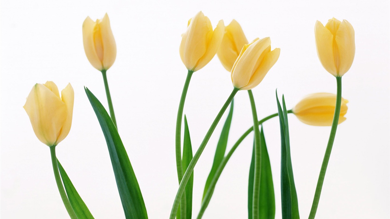 Tulip Widescreen Wallpaper #10 - 1366x768