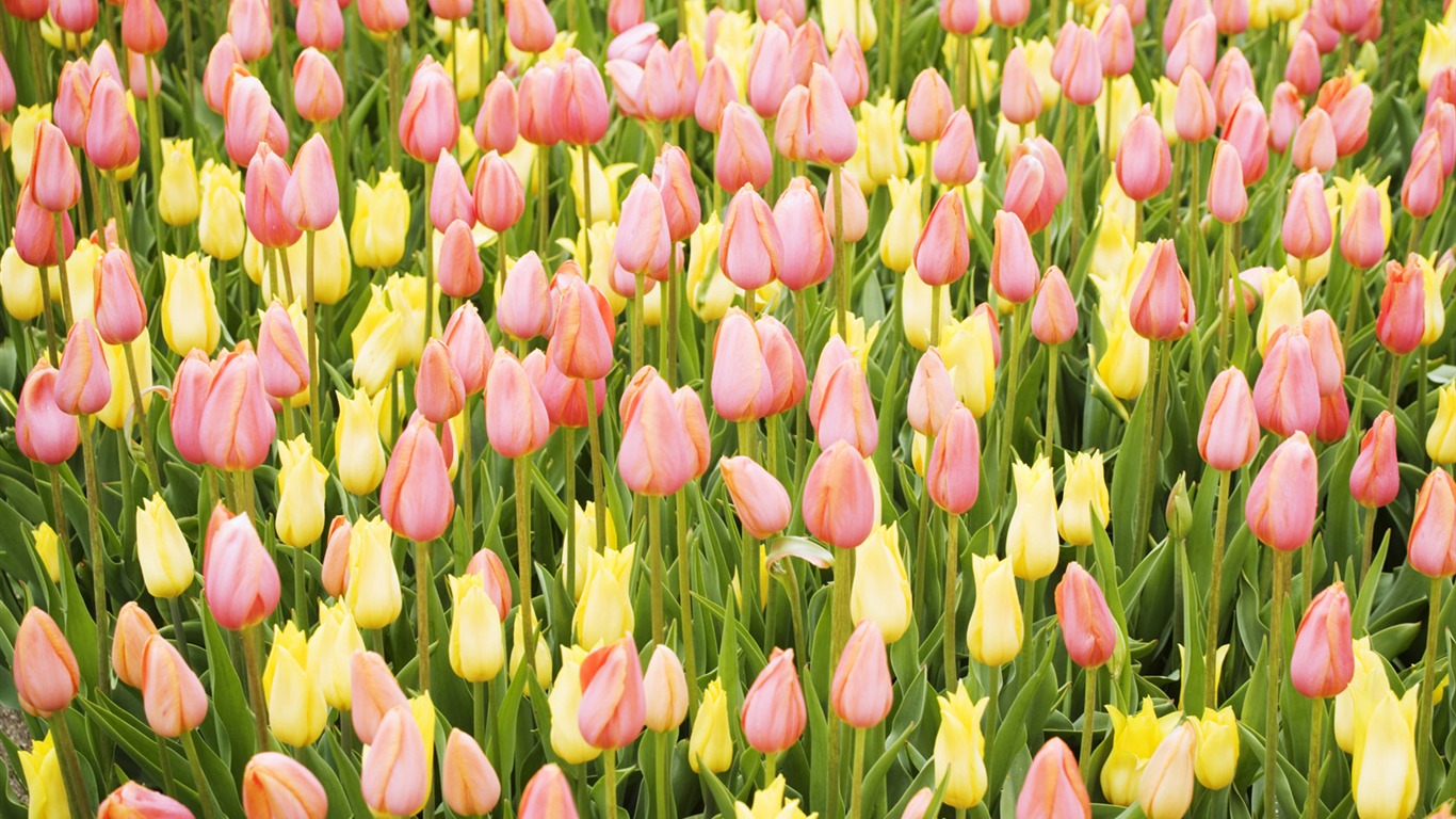 Fondos de pantalla ancha de Tulip #11 - 1366x768