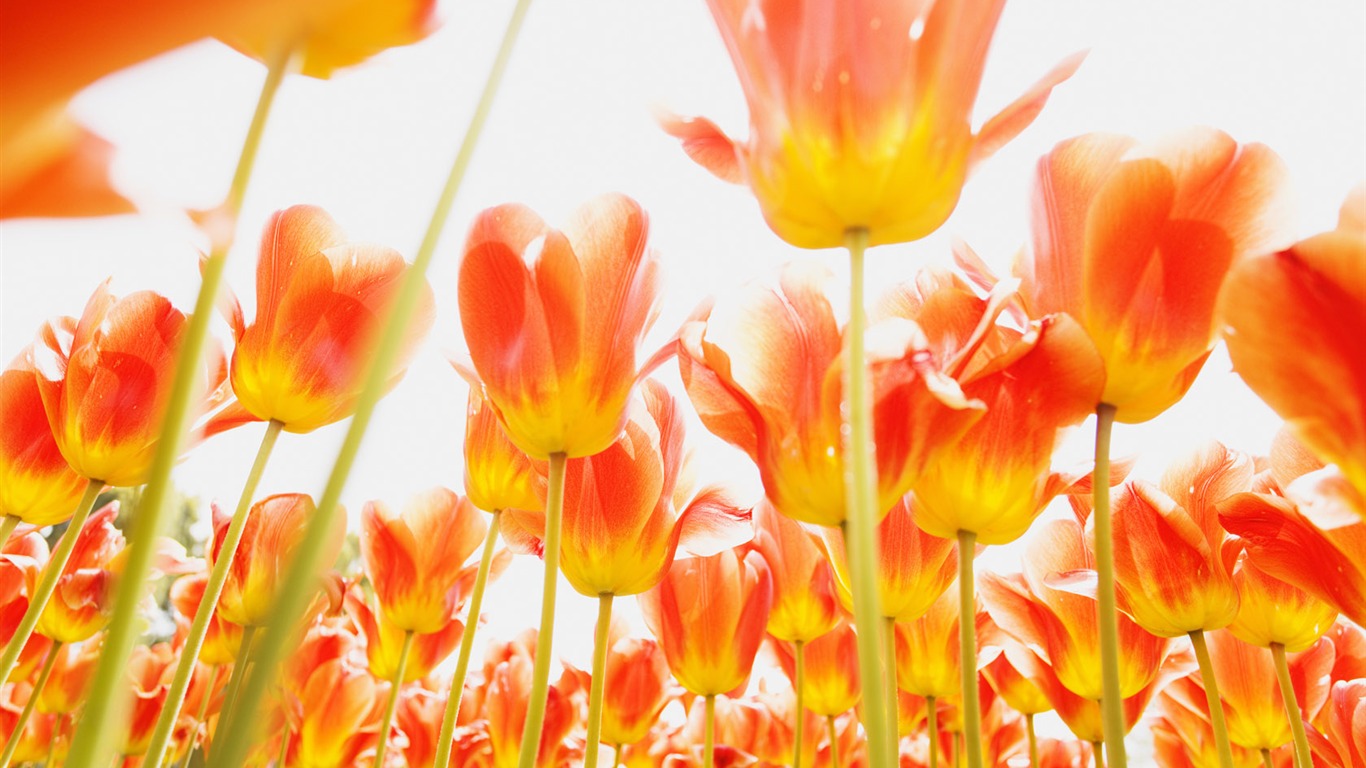 Tulip Widescreen Wallpaper #12 - 1366x768