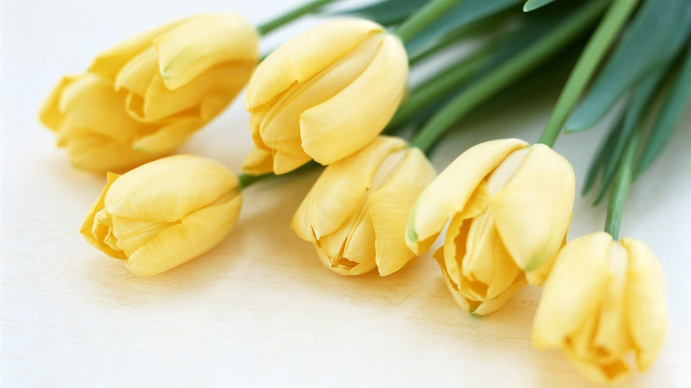 Tulip Widescreen Wallpaper #13 - 1366x768