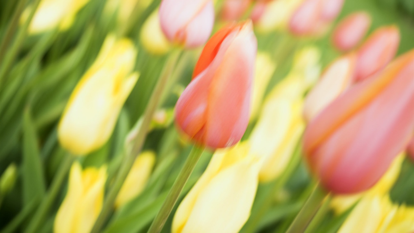 Fond d'écran Widescreen Tulip #14 - 1366x768