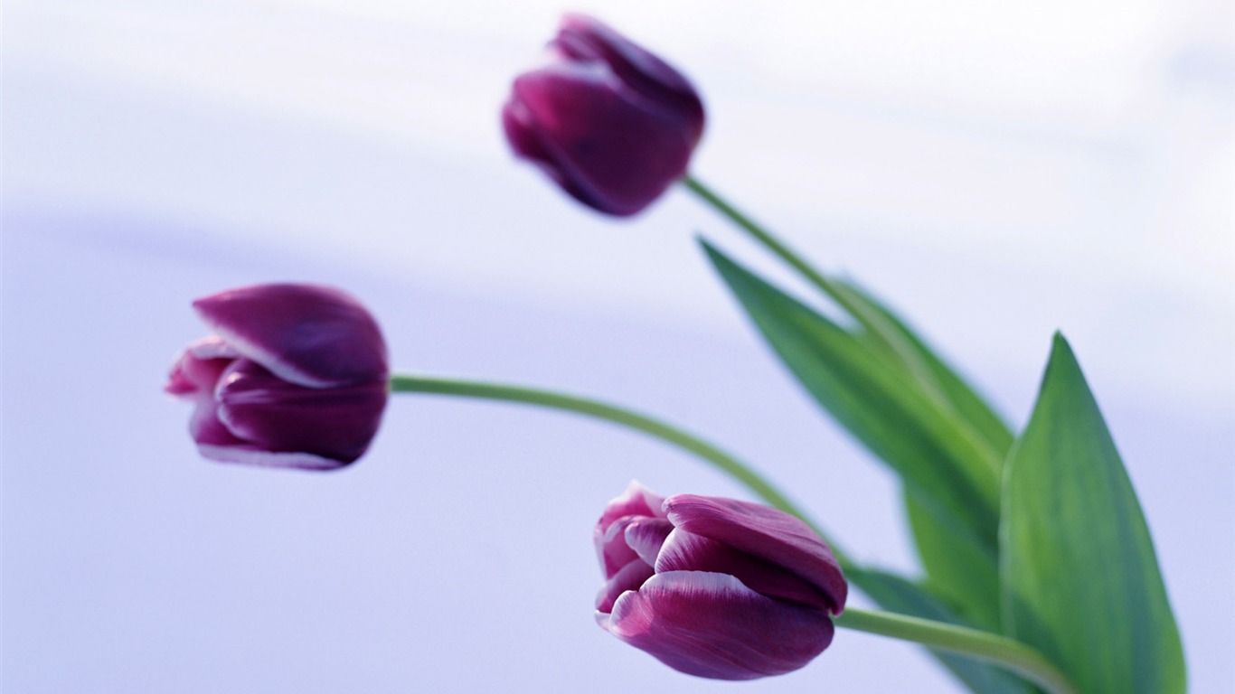 Fond d'écran Widescreen Tulip #15 - 1366x768