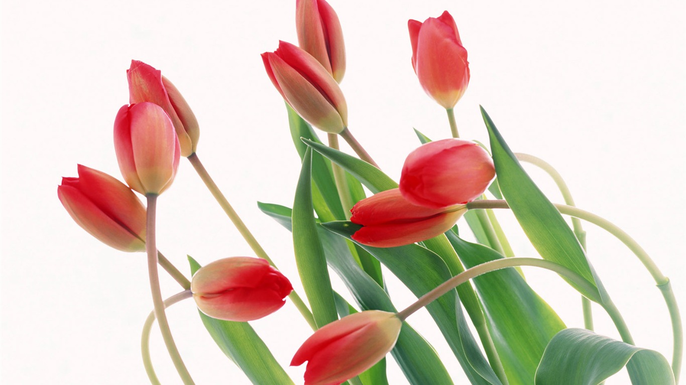 Tulip Widescreen Wallpaper #16 - 1366x768