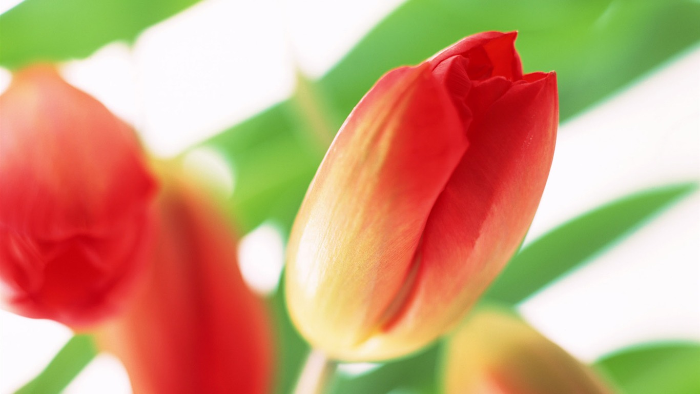 Tulip Widescreen Wallpaper #17 - 1366x768