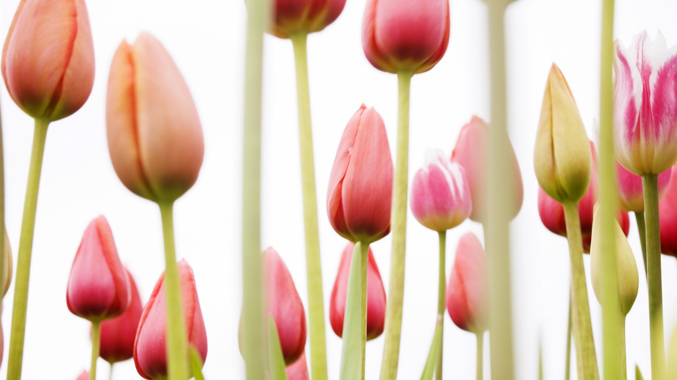Tulip širokoúhlý Tapeta #18 - 1366x768