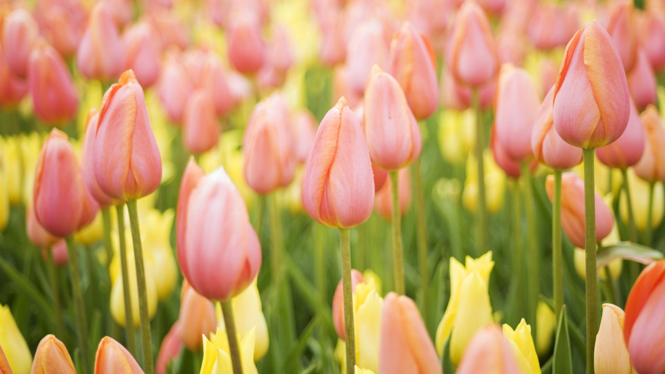 Fond d'écran Widescreen Tulip #19 - 1366x768