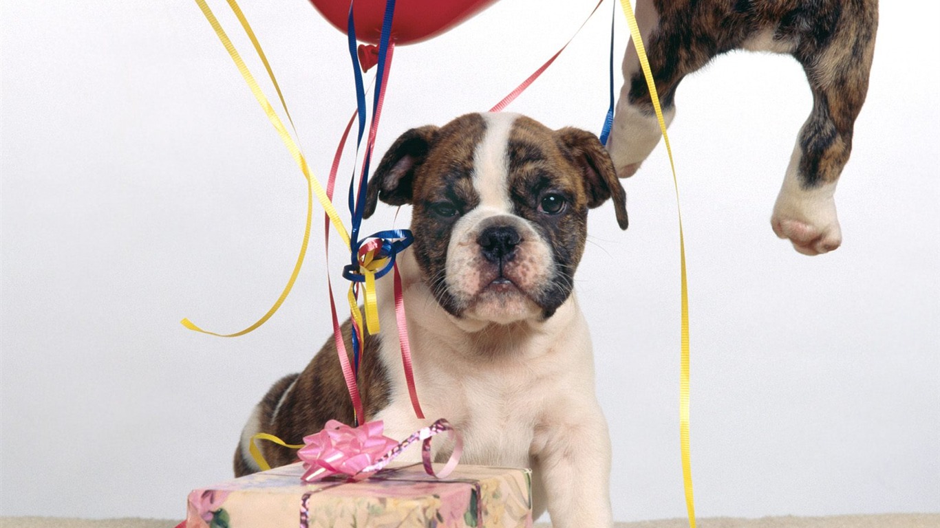 1600 dog photo wallpaper (2) #19 - 1366x768