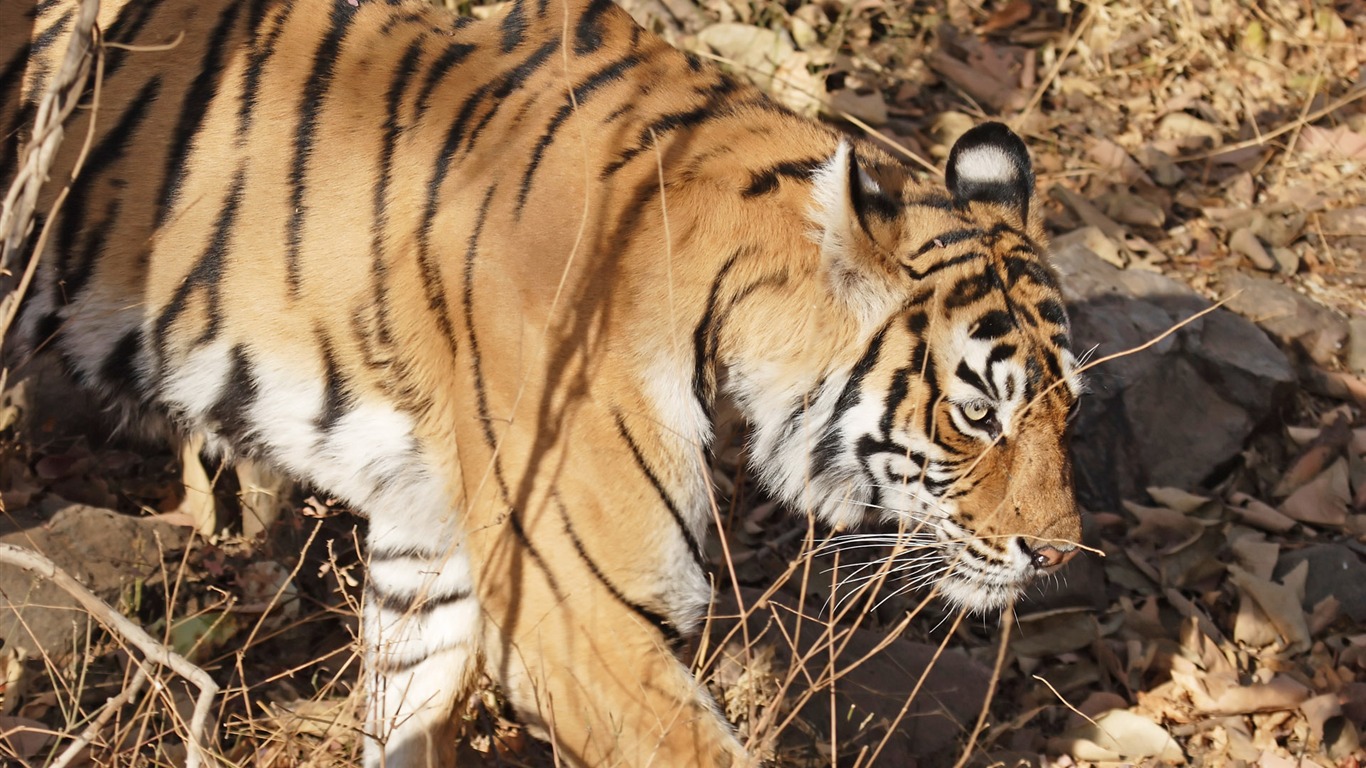 Tiger Photo Wallpaper (5) #2 - 1366x768