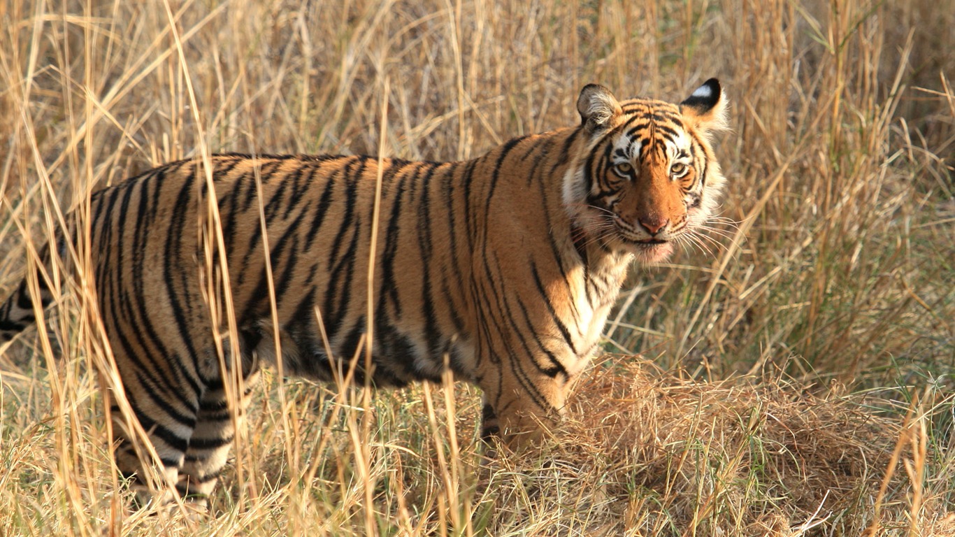 Tiger Photo Wallpaper (5) #3 - 1366x768