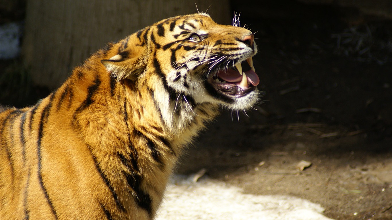 Tiger Photo Wallpaper (5) #4 - 1366x768