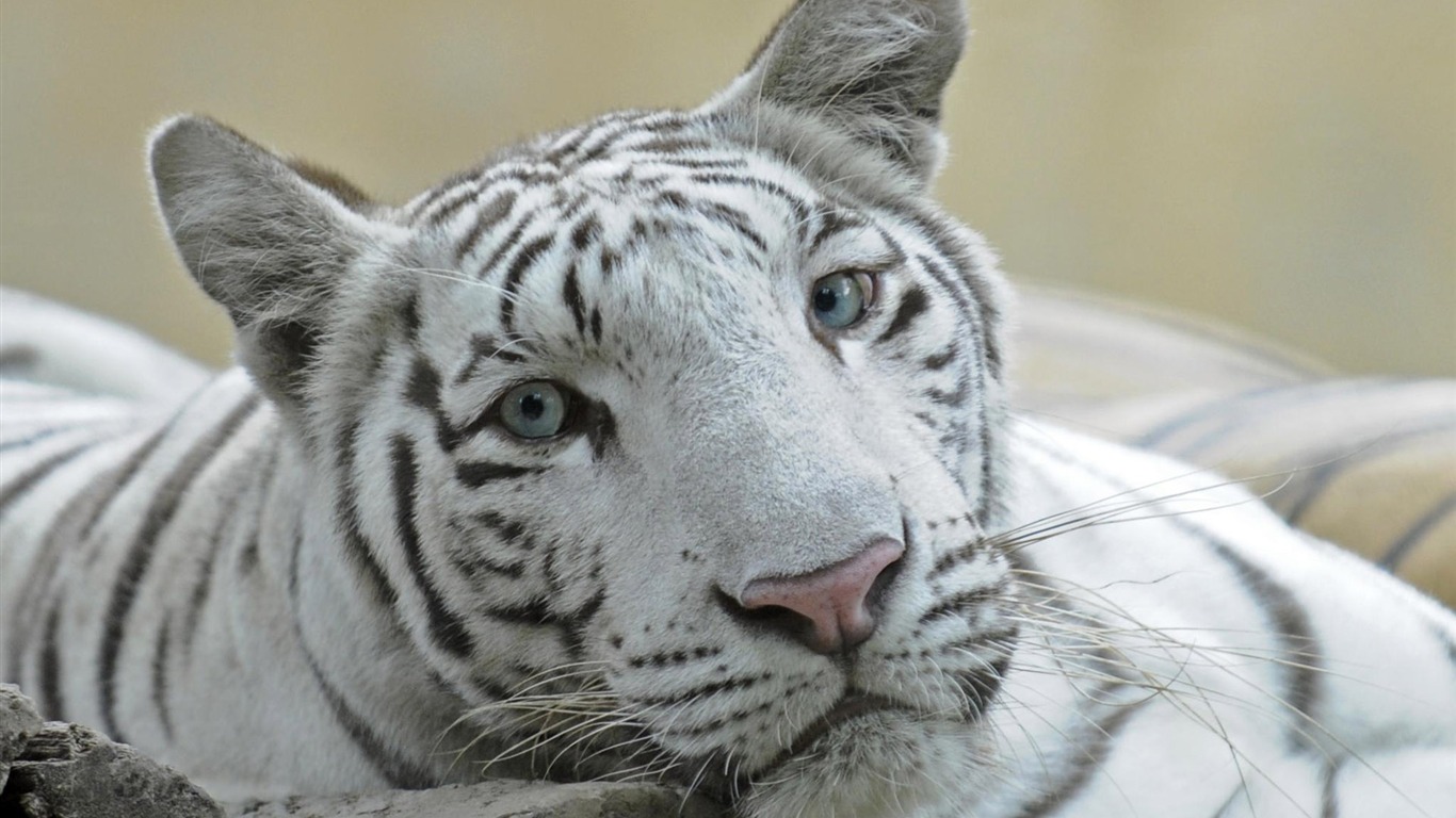 Tiger Foto tapety (5) #5 - 1366x768
