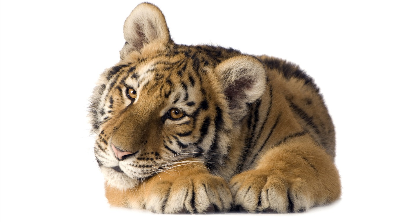 Tiger Foto tapety (5) #8 - 1366x768