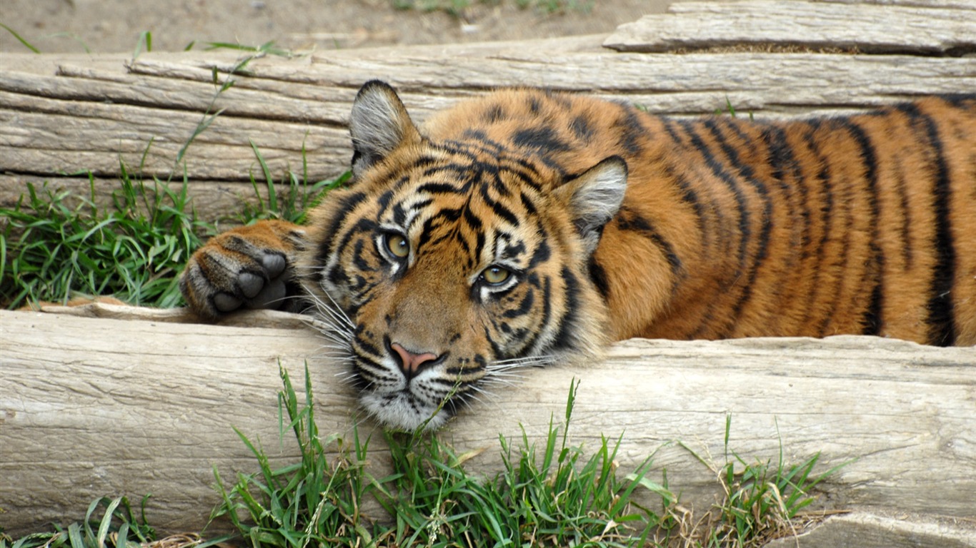 Tiger Photo Wallpaper (5) #10 - 1366x768