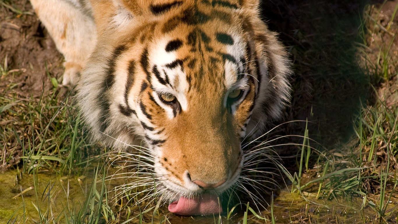 Tiger Photo Wallpaper (5) #11 - 1366x768