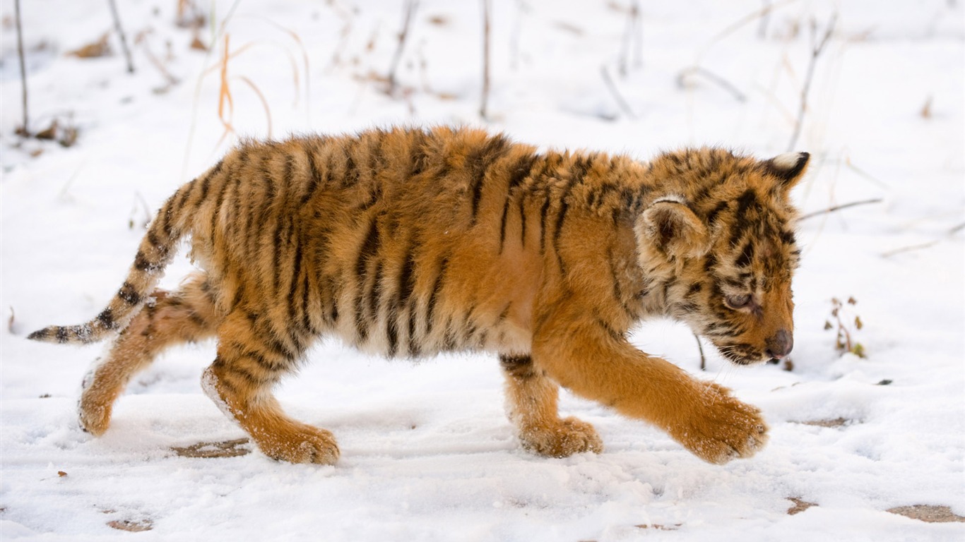 Tiger Foto tapety (5) #14 - 1366x768