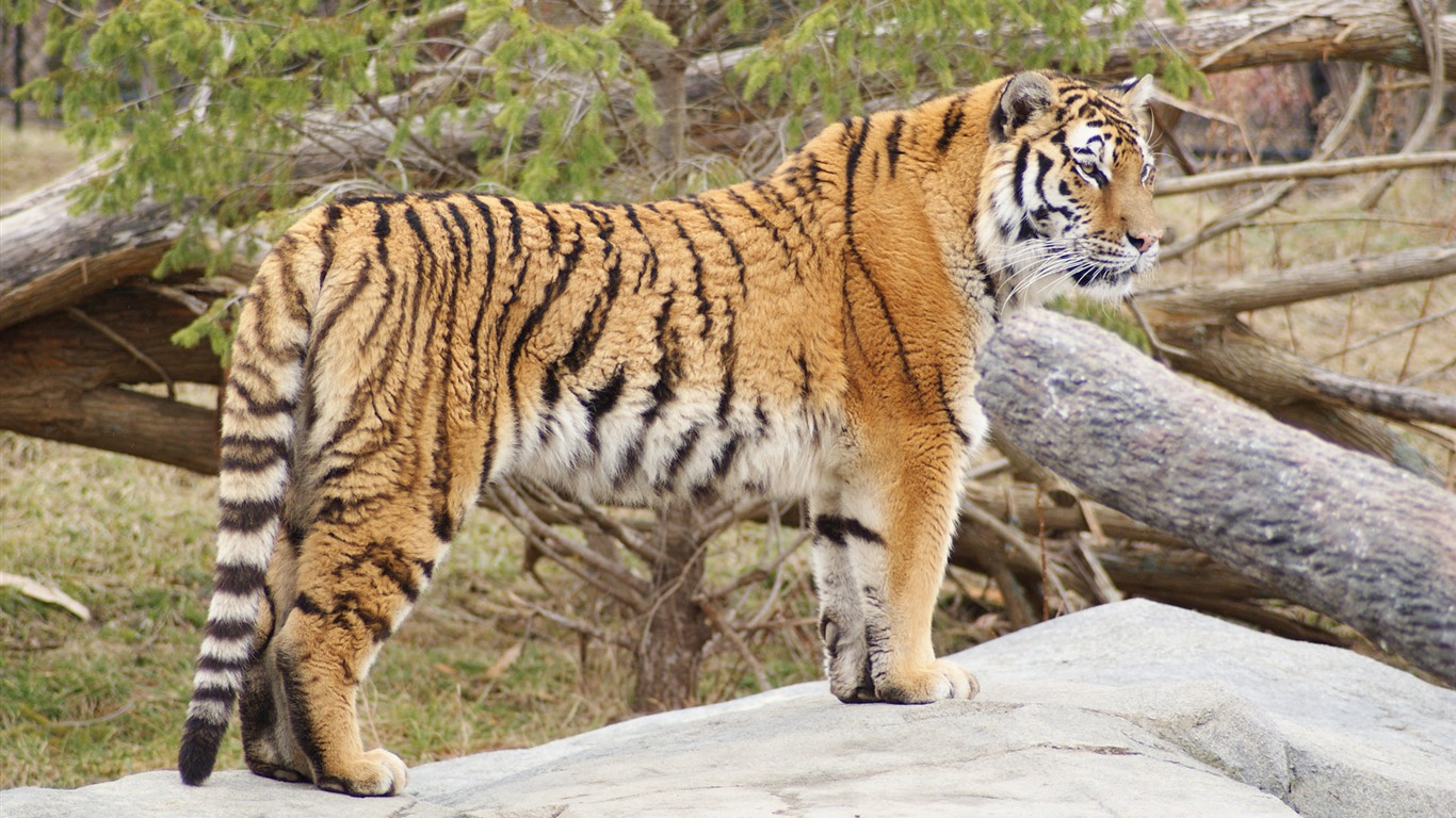 Tiger Foto tapety (5) #15 - 1366x768