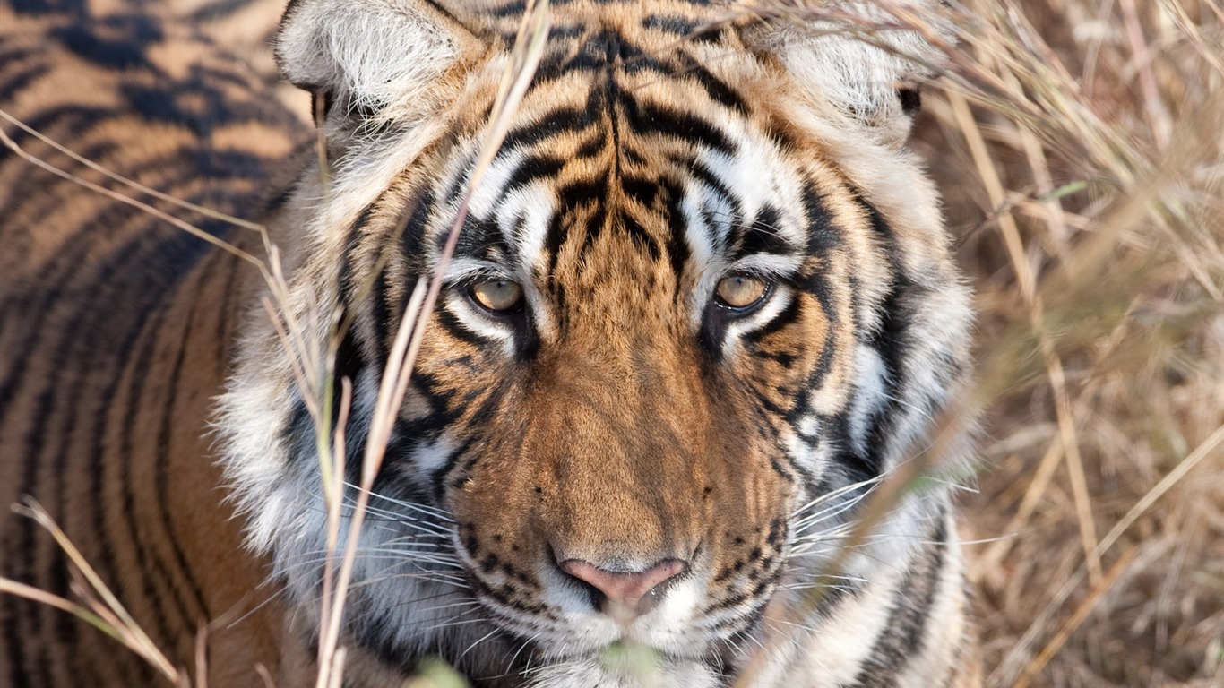 タイガー写真の壁紙(5) #18 - 1366x768