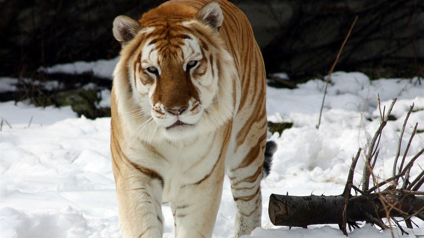 Tiger Photo Wallpaper (5) #19 - 1366x768