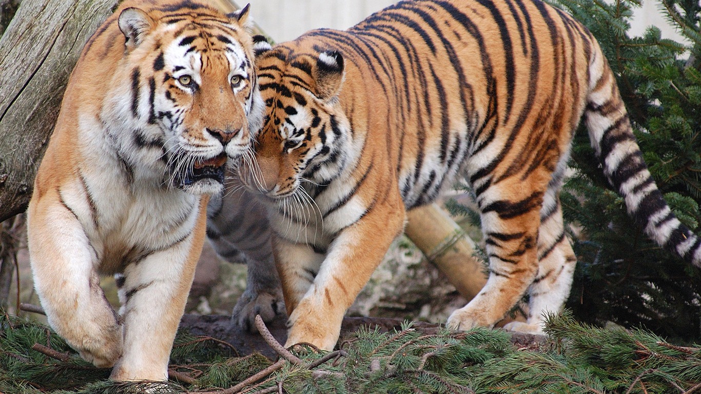 Tiger Foto tapety (5) #20 - 1366x768