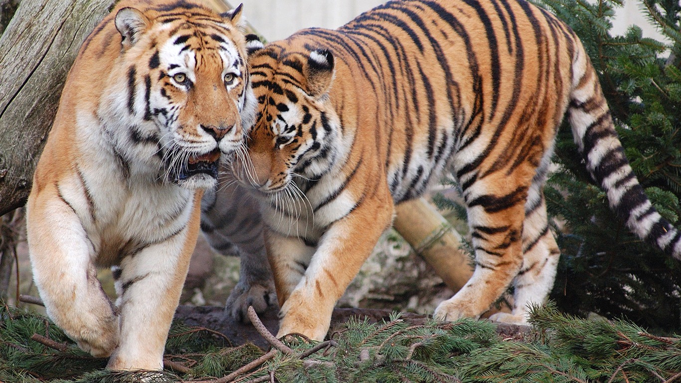 タイガー写真の壁紙(5) #20 - 1366x768