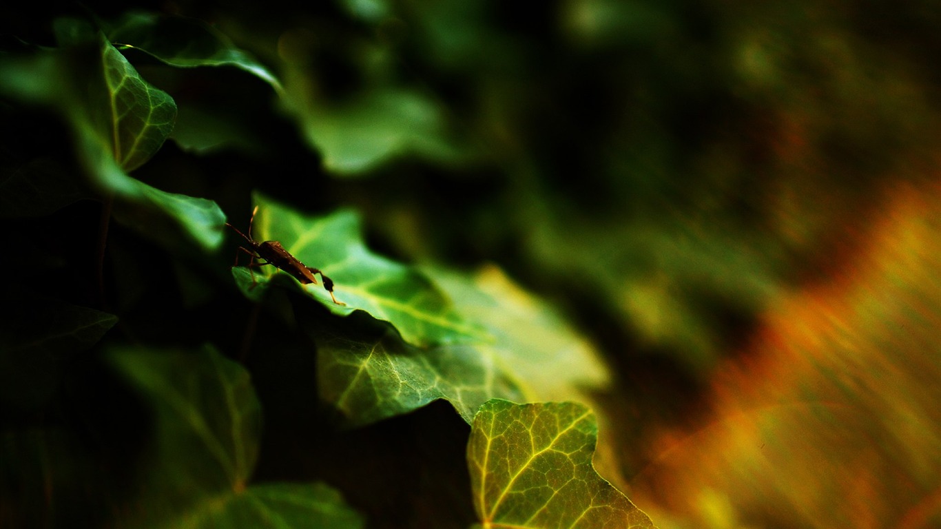 s rytmem přírodní scenérie tapety #5 - 1366x768
