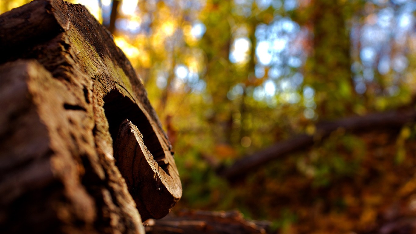 Con el ritmo de fondo de pantalla paisajes naturales #38 - 1366x768