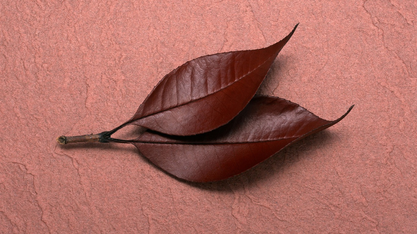 Roky značka wallpaper album (1) #20 - 1366x768