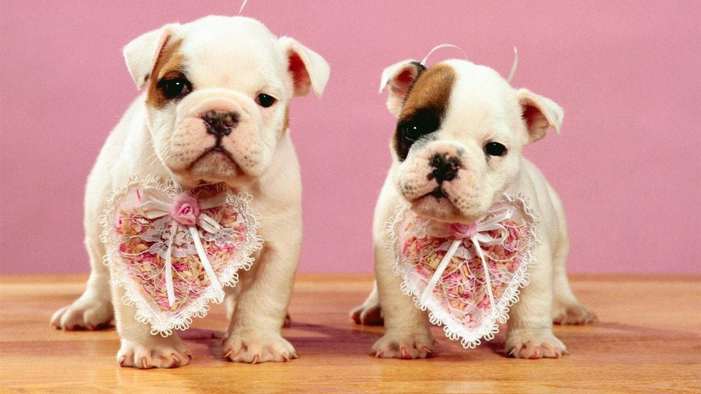 1600 pes foto tapetu (3) #9 - 1366x768