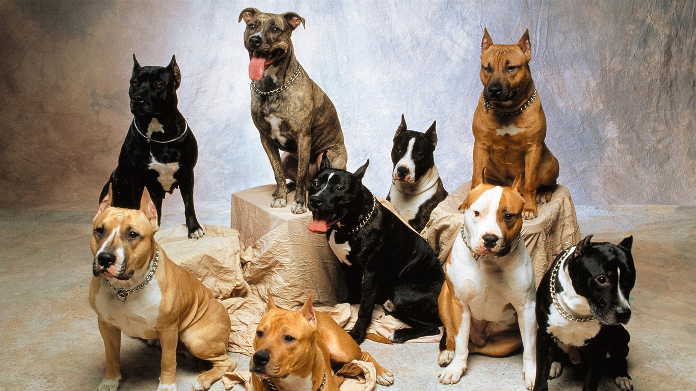  1600犬の写真の壁紙(3) #12 - 1366x768